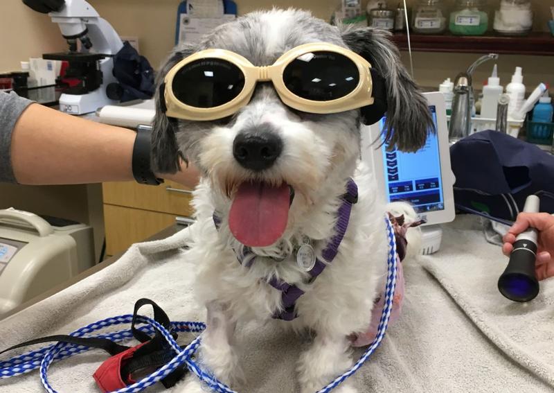 Carousel Slide 4: Esmae about to enjoy her cold laser therapy.